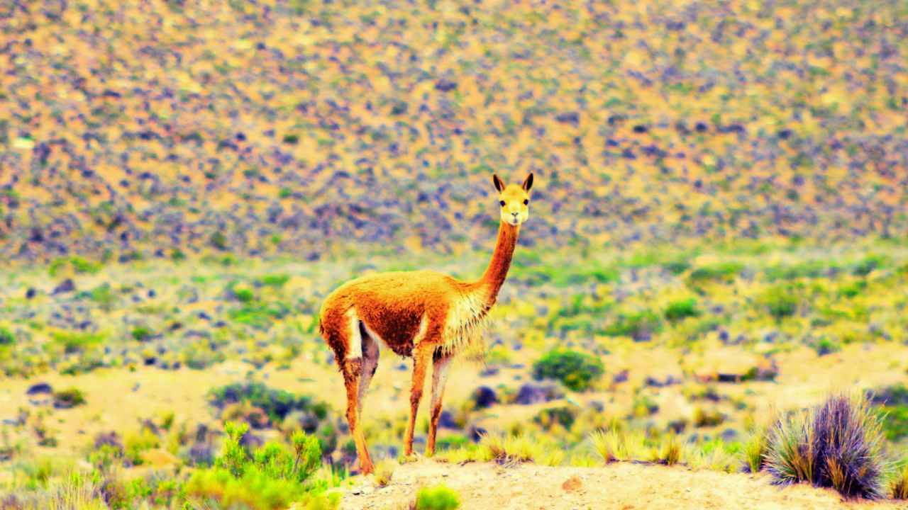 galeria tour valle del colca 2 dias tours-arequipa.com 4